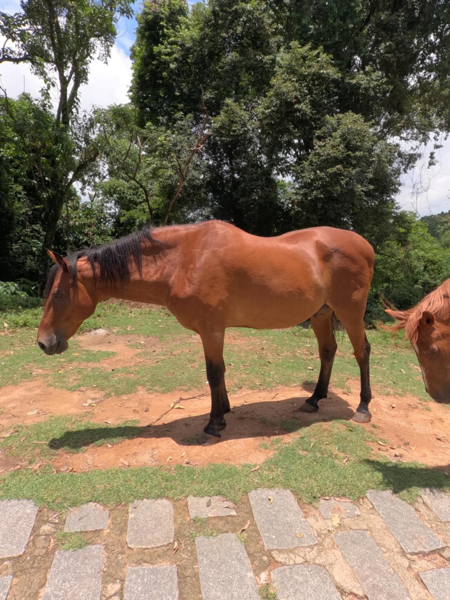 Aldeia Parque Pousada Rural São Roque Buitenkant foto